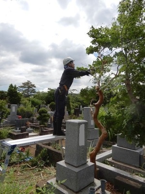 多磨霊園作業中22.jpg