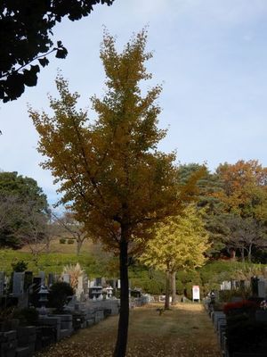 １９日津田山墓地１.JPG.jpg